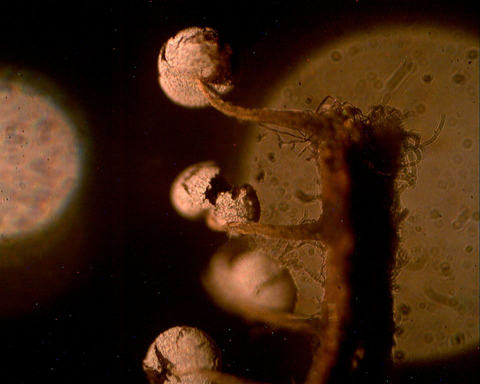 Corticiacea ospitale